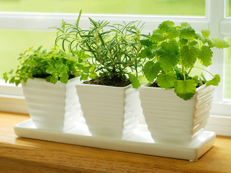 Herb Garden - Easy Ways to Bring the Outdoors In - Interior Design in Monson