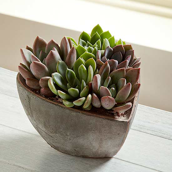Succulents - Easy Ways to Bring the Outdoors In - Interior Design MA