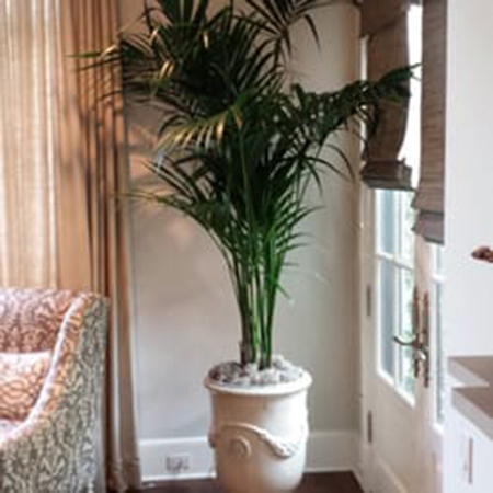 Tall Plants - Details Full Service Interiors - Interior Design
