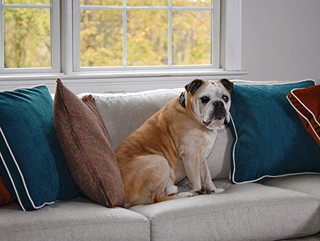 Dog Friendly Sofa - Dog Safe Fabric - Details Full Service Interiors