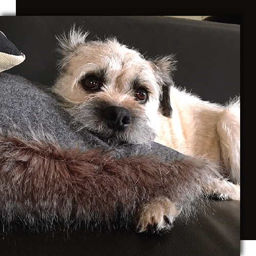 Wendy Woloshchuks Dog - Details Full Service Interiors
