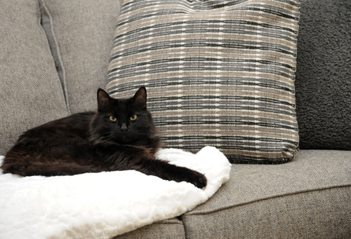 Cat on Sofa - Best way to design your home for real life - Western Massachusetts Interior Design - Details Interiors