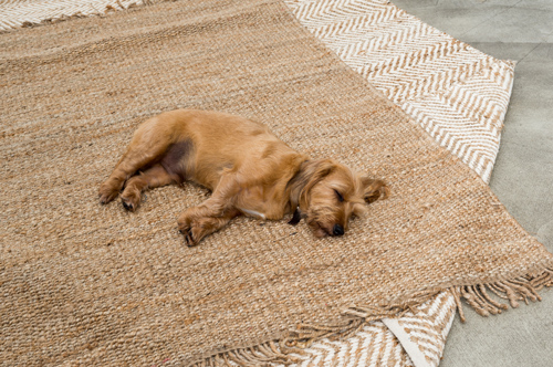 Cutest dog on rug - How to make your house pet safe and pretty - Interior Design in Massachusetts