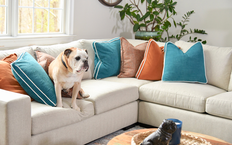 Dog on Sofa - How to make your home pretty and pet safe - Details Interiors - Monson Massachusetts