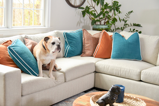 Dog on sofa - How to make your home pretty and pet safe - Details Interiors - Interior Decorating Near Me
