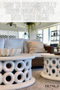 How To Successfully Bring House Plants into Your Home - Details Interiors