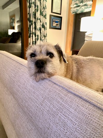 Dog and Pet Friendly Bedroom - Details Interiors - Interior Decorating in Massachusetts