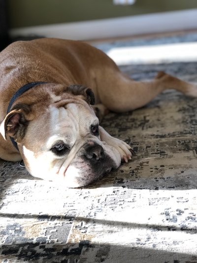 Perforamnce Fabrics are cleanable with bleach